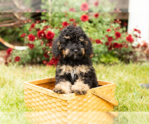 Bernedoodle (Miniature) Puppy for sale in TOPEKA, IN, USA