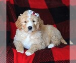Small Photo #3 Goldendoodle Puppy For Sale in FREDERICKSBRG, PA, USA