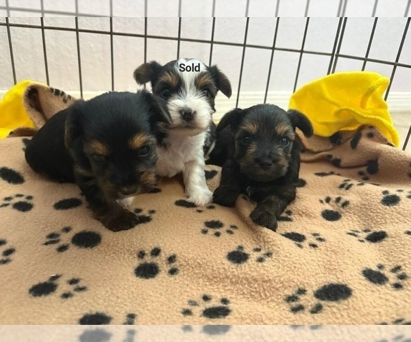 Medium Photo #1 Yorkshire Terrier Puppy For Sale in TUCSON, AZ, USA