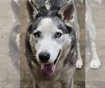 Small Siberian Husky