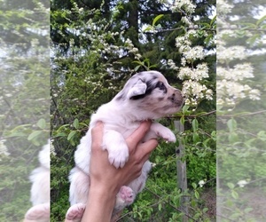 Australian Shepherd Puppy for Sale in COEUR D ALENE, Idaho USA