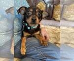Small #1 Chihuahua Mix