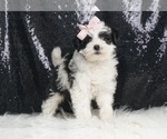 Small #3 YorkiePoo