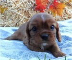 Small #3 Cavalier King Charles Spaniel