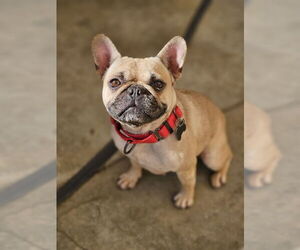 French Bulldog Dogs for adoption in Lake Elsinore, CA, USA