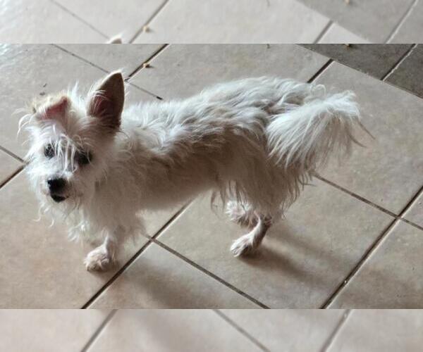 Medium Photo #4 Norfolk Terrier-Unknown Mix Puppy For Sale in San Antonio, TX, USA