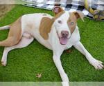 Small #1 American Staffordshire Terrier