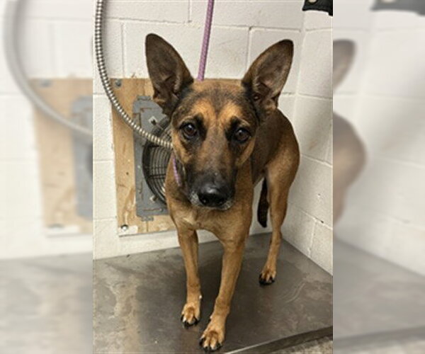 Medium Photo #1 German Shepherd Dog-Unknown Mix Puppy For Sale in San Andreas, CA, USA