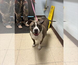 Mutt Dogs for adoption in Stockton, CA, USA