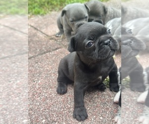 Medium French Bulldog