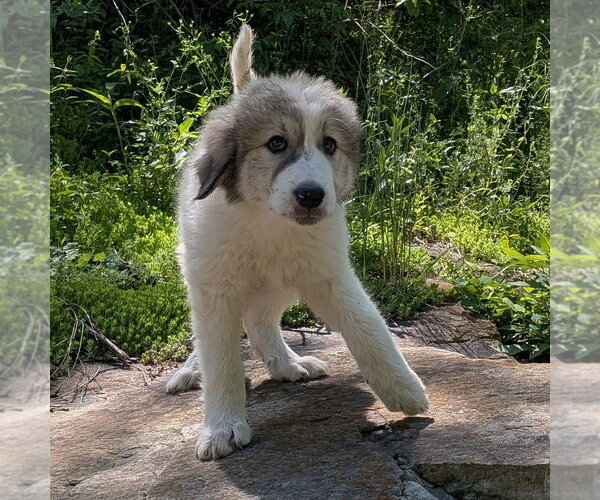 Medium Photo #1 Great Pyrenees Puppy For Sale in Vail, AZ, USA