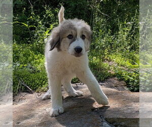Great Pyrenees Dogs for adoption in Vail, AZ, USA