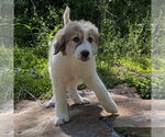 Small Great Pyrenees