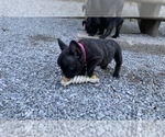 Small Photo #11 French Bulldog Puppy For Sale in MADISON, OH, USA