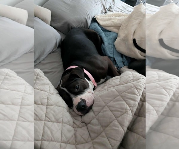 Medium Photo #14 American Bulldog-Staffordshire Bull Terrier Mix Puppy For Sale in Germantown, OH, USA