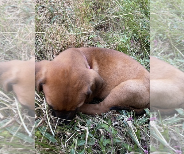 Medium Photo #12 Redbone Coonhound Puppy For Sale in DEXTER, MO, USA