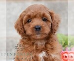 Small #3 Cavapoo (Miniature)