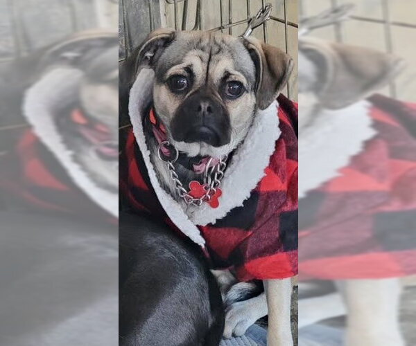 Medium Photo #1 Pug-Unknown Mix Puppy For Sale in San Diego, CA, USA