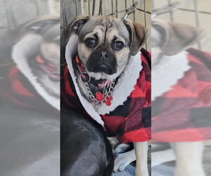 Pug-Unknown Mix Dogs for adoption in San Diego, CA, USA