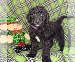 Medium Labradoodle mix (+ Poodle Standard)