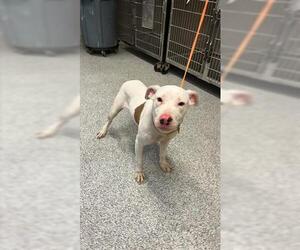 Bull Terrier Dogs for adoption in Houston, TX, USA