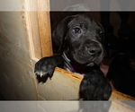Small Photo #6 Great Dane Puppy For Sale in KALAMA, WA, USA