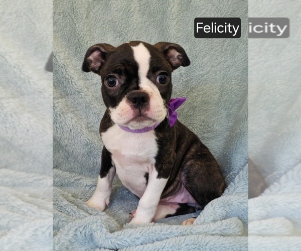 Medium Photo #3 Boston Terrier Puppy For Sale in MINERAL WELLS, WV, USA