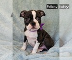 Small Photo #3 Boston Terrier Puppy For Sale in MINERAL WELLS, WV, USA