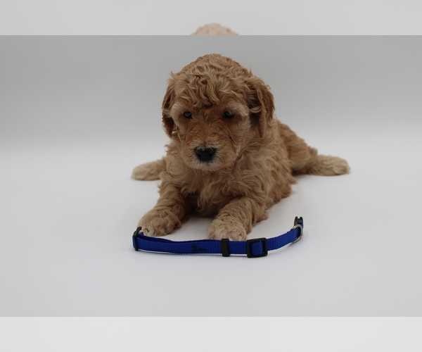 Medium Photo #13 Goldendoodle Puppy For Sale in SACRAMENTO, CA, USA