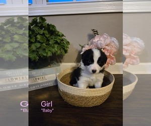Border Collie Puppy for sale in BROADWAY, NC, USA