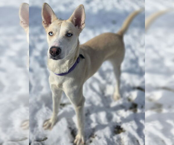 Medium Photo #1 Mutt Puppy For Sale in Clarkston, MI, USA