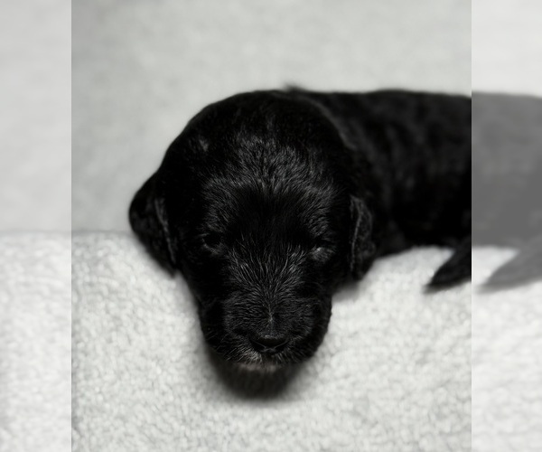 Medium Photo #35 Goldendoodle Puppy For Sale in HOWARD CITY, MI, USA