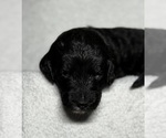 Small Photo #35 Goldendoodle Puppy For Sale in HOWARD CITY, MI, USA
