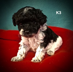 Poodle (Toy) Puppy for sale in SMITHVILLE, MS, USA