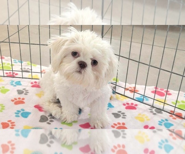 Medium Photo #7 Shih Tzu Puppy For Sale in ORO VALLEY, AZ, USA