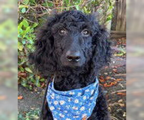 Medium Photo #2 Goldendoodle Puppy For Sale in Fremont, CA, USA