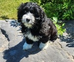 Puppy 2 Cocker Spaniel-Havanese Mix