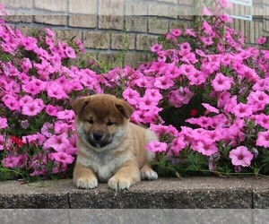 Shiba Inu Puppy for sale in FREDERICKSBURG, OH, USA