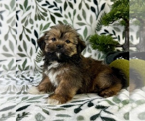 Shorkie Tzu Puppy for sale in GREENFIELD, IN, USA
