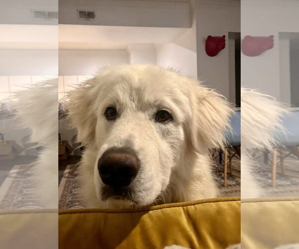 Medium Photo #6 Great Pyrenees Puppy For Sale in Spring, TX, USA