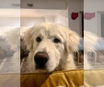 Small #5 Great Pyrenees