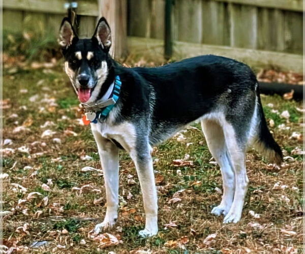 Medium Photo #2 Huskies -Unknown Mix Puppy For Sale in Minneapolis, MN, USA