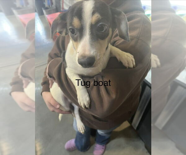 Medium Photo #1 Chiweenie Puppy For Sale in Foristell, MO, USA