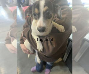 Chiweenie Dogs for adoption in Foristell, MO, USA