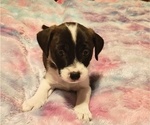 Puppy Daddys Boy Jack Chi-Jack Russell Terrier Mix