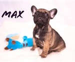 Small Photo #3 French Bulldog Puppy For Sale in PEARLAND, TX, USA