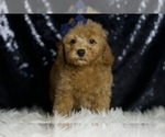 Small Photo #13 Poodle (Miniature) Puppy For Sale in WARSAW, IN, USA