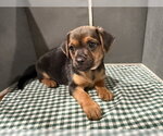 Small #2 Mutt