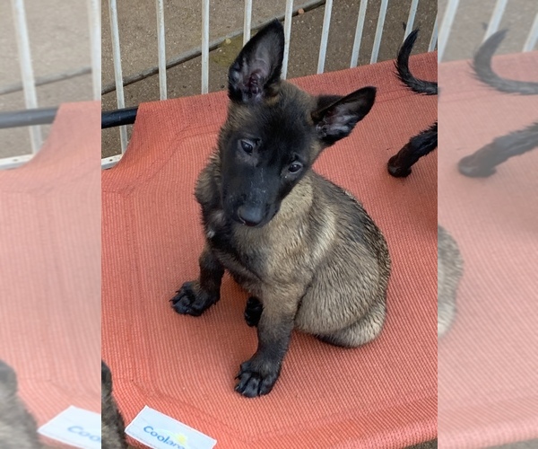 Medium Photo #33 Belgian Malinois Puppy For Sale in HARKER HEIGHTS, TX, USA