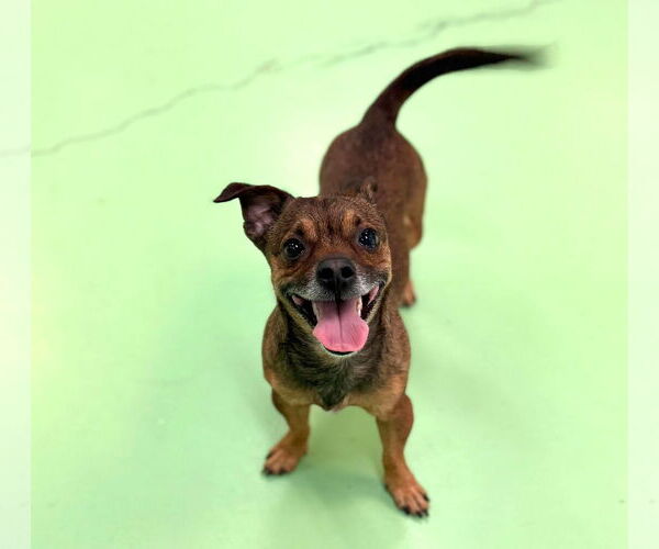 Medium Photo #6 Jack Chi Puppy For Sale in phoenix, AZ, USA